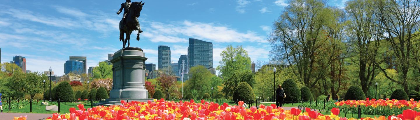 boston public gardens with tulips